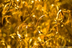 IMG2349_sunset_grass_lores