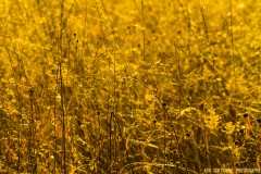 IMG2363_sunset_grass_lores