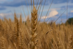 IMG2492_wheat_lores