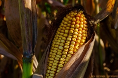 IMG3237_ear_of_corn_lores