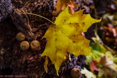 IMG3890_leaf_log_lores