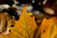 _IMG4292_leaf_detail_lores