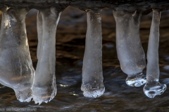 IMG4827_ice_udders_lores
