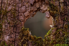 IMG5310_moss_hole_lores