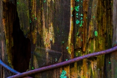 IMG6742_fence_post_lores