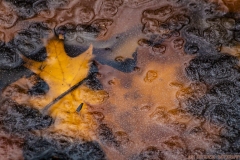 IMG6936_ice_leaf_lores