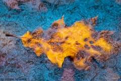 IMG6944_ice_leaf_lores