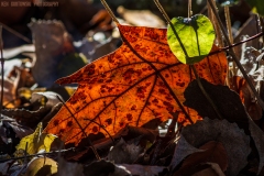 IMG7291_winter_leaves_lores