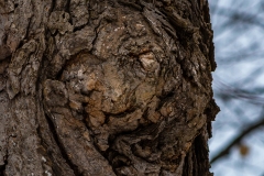 IMG7320_hibernating_green_man_lores