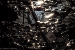 IMG7330_tar_pit_lores