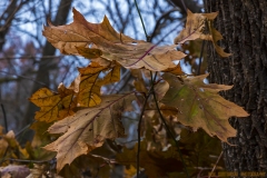 IMG7441_oak_leaves_lores