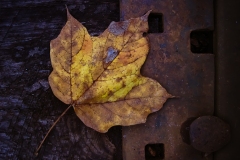 IMG_0979_track_leaf_2_lores