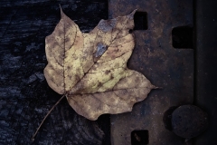 IMG_0979_track_leaf_3_lores