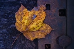 IMG_0979_track_leaf_lores