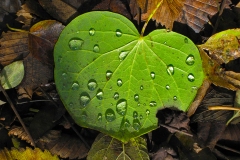 IMG_1348_fall_morning_dew_lores