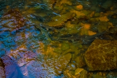 122-2267_IMG_spawning_gar_lores