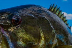 1_IMG5846_smallie_closeup_lores