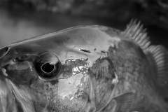 2020-06-29_smallie_closeup_BW_lores