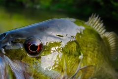2020-06-29_smallie_closeup_lores