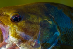 IMG1236_smallie_closeup_lores