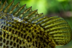 IMG1549_rock_bass_lores