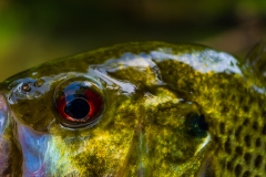IMG1551_rock_bass_lores