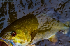 IMG1583_smallie_release