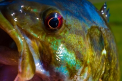 IMG3558_smallie_closeup_lores