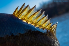 IMG3559_smallie_fin_closeup