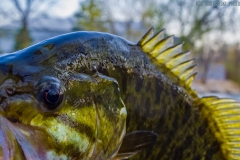 IMG3697_smallie_head_closeup