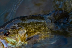 IMG3699_smallie_closeup