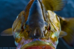 IMG3704_smallie_closeup