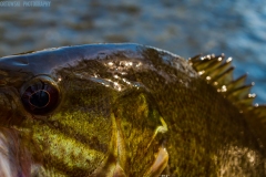 IMG3730_smallie_face_lores