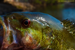 IMG3733_smallie_eye_lores