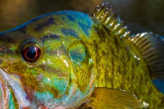 IMG3735_smallie_closeup_lores