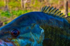 IMG3802_smallie_head_closeup_lores