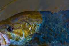 IMG3803_smallie_closeup_lores