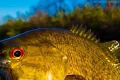 IMG3816_smallie_closeup_lores