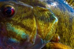 IMG3838_smallie_closeup_lores