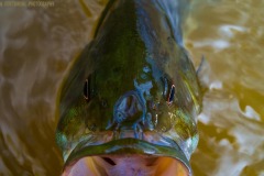 IMG4099_smallie_closeup_lores