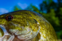 IMG4120_smallie_closeup_lores