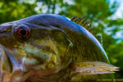 IMG4140_smallie_closeup_lores