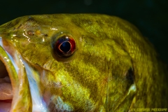 IMG4179_smallie_closeup_lores