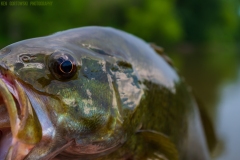 IMG4647_smallie_closeup_lores