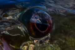 IMG5846_smallie_eye_closeup_lores