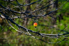 IMG6005_tree_bobber_lores