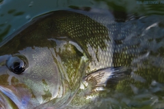 IMG_0309_smallie_closeup_lores