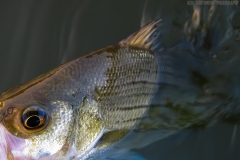 IMG_0349_white_bass_lores