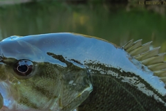 IMG_0386_smallie_closeup_lores