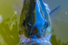 IMG_0521_smallie_closeup_lores